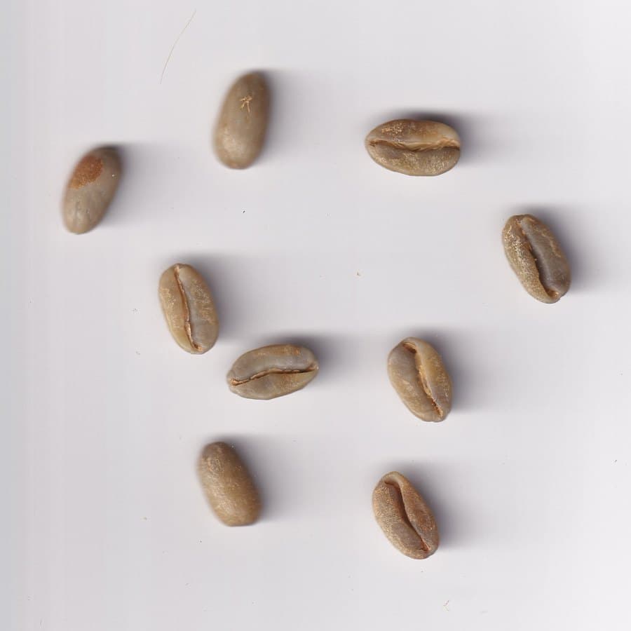 파나마 Esmeralda Mario 게이샤 내추럴 생두