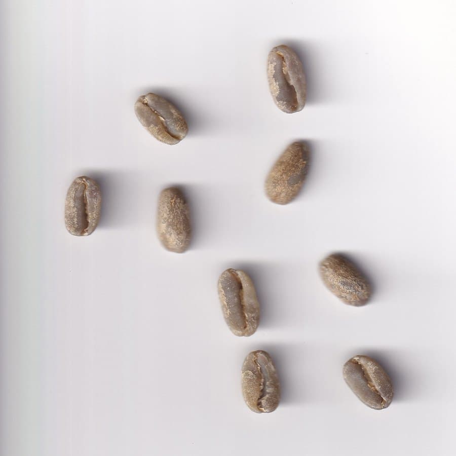 파나마 Fincasophia 게이샤 워시드 생두