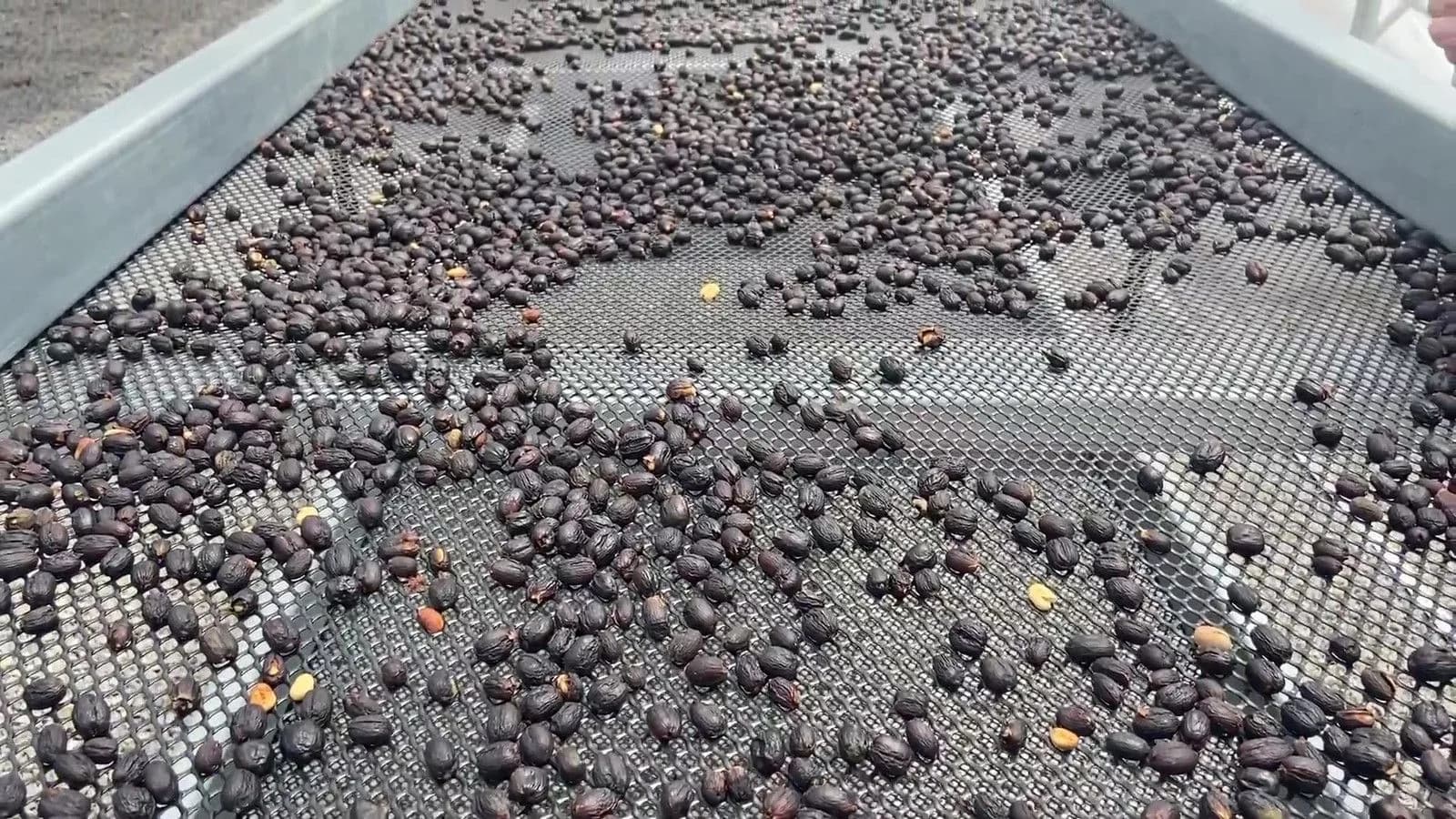 Panama Geisha360 Geisha Honey