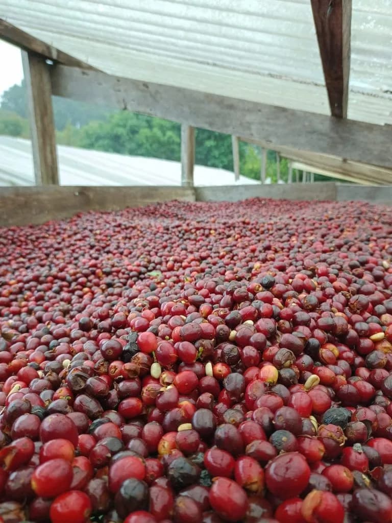 Panama Jurutungo Geisha Natural Fermentation 976