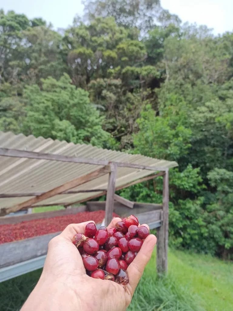 Panama Jurutungo Geisha Honey Fermentation 989
