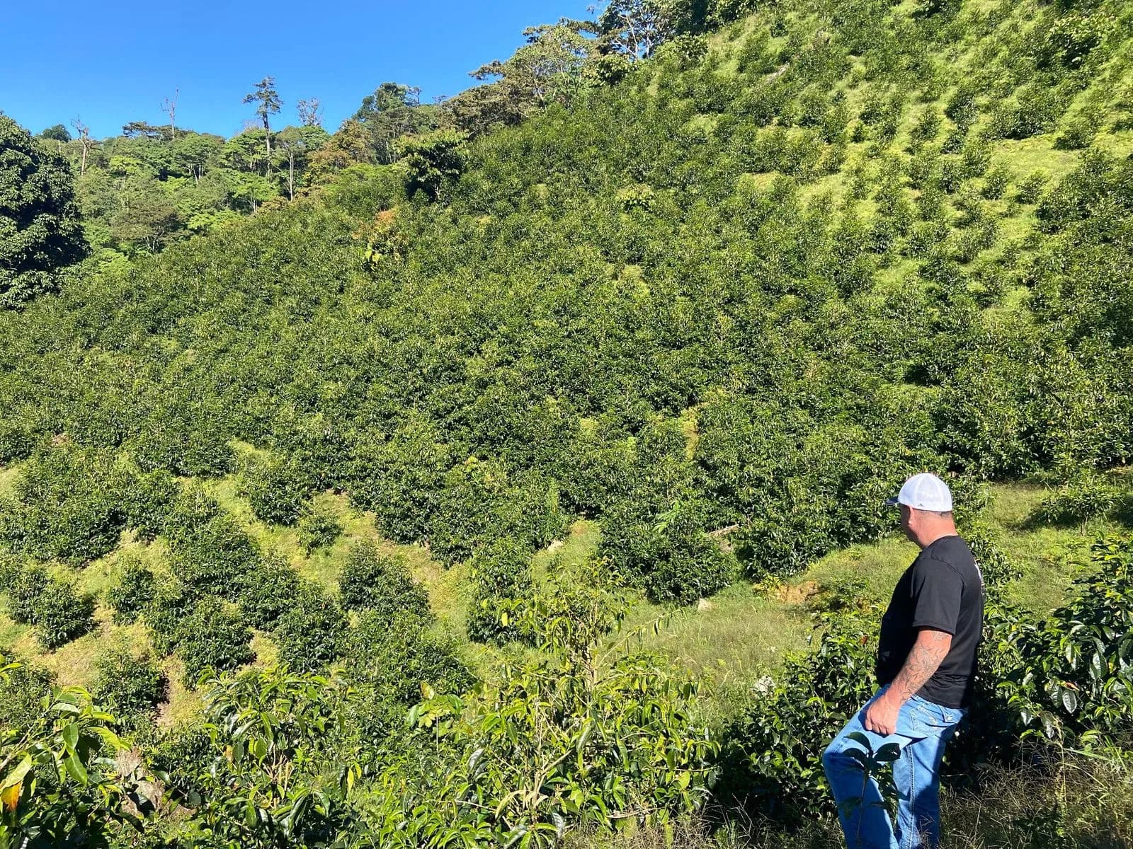 Panama Tierra Blanca Natural C7
