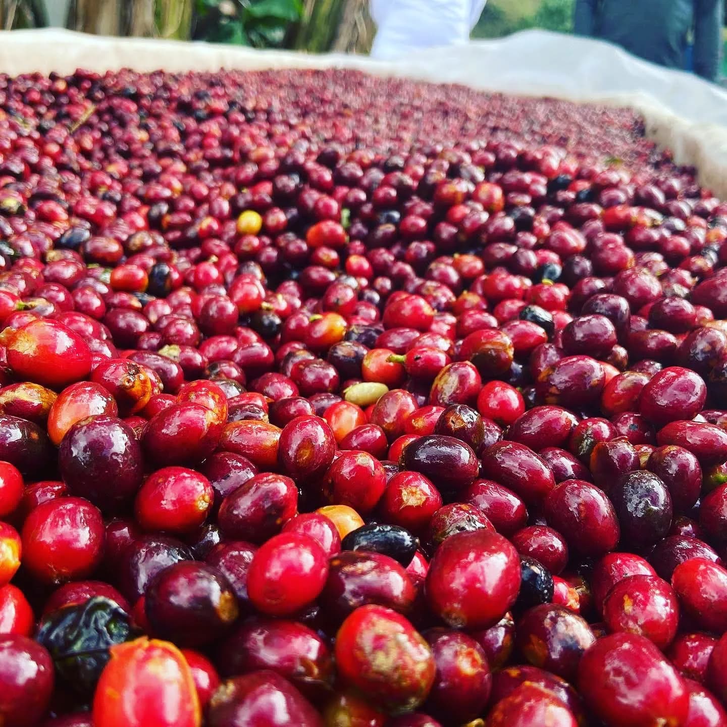 Panama Geisha360 Geisha Natural